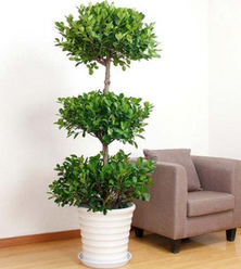綠植租賃能為消費者帶來哪些服務？